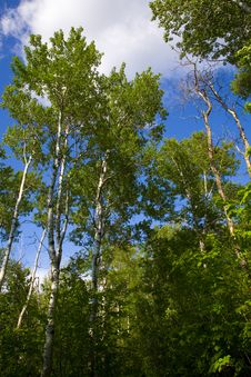 Green Trees Rise Into Cloudy Sky Royalty Free Stock Photos Green Trees Rise Into Cloudy Sky Royalty Free Stock Photos