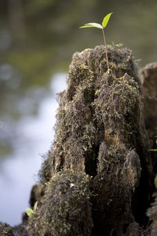 Cypress Stump Royalty Free Stock Photography Cypress Stump Royalty Free Stock Photography
