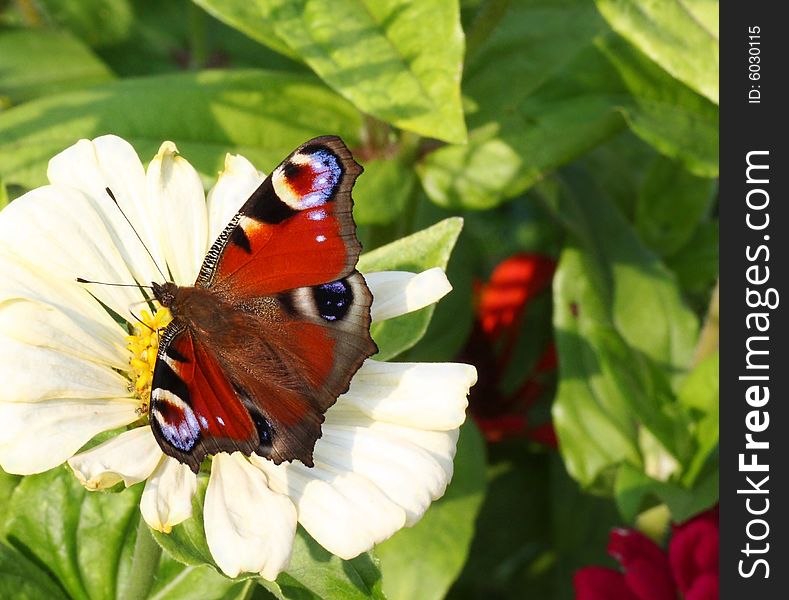 Peacock buterfly on white flower