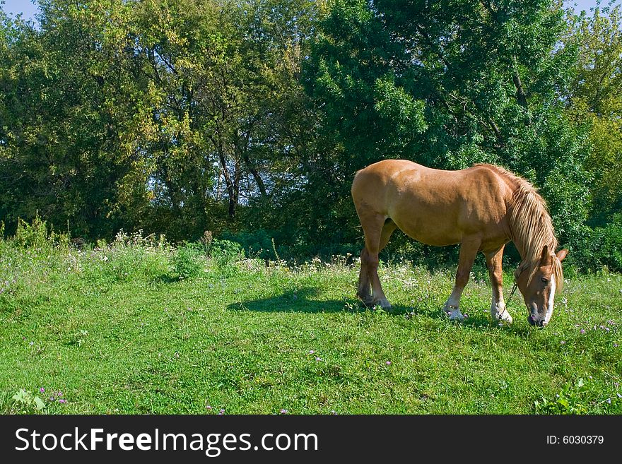 A horse grazing on to the meadow