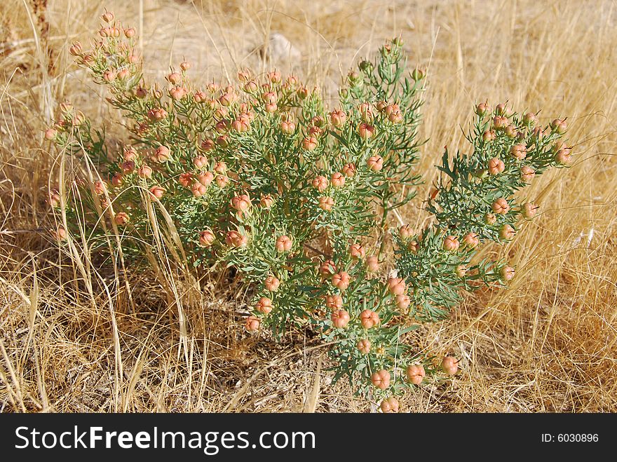 Beautiful green plant on a background of a yellow grass. Beautiful green plant on a background of a yellow grass