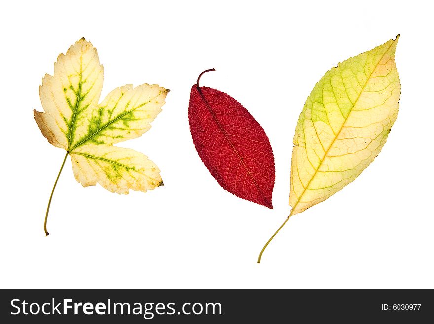 Various autumn leaves isolated on white background