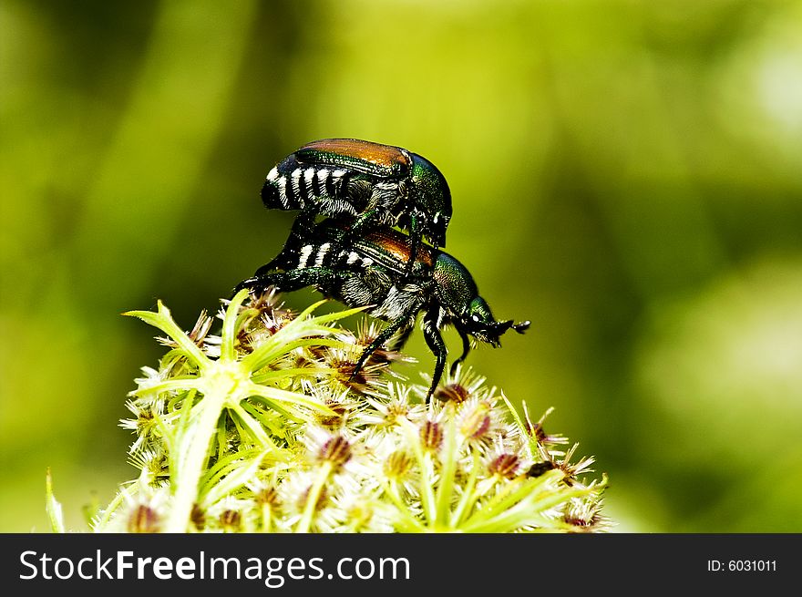 A pair of cockchafer are mating on a flower. A pair of cockchafer are mating on a flower.