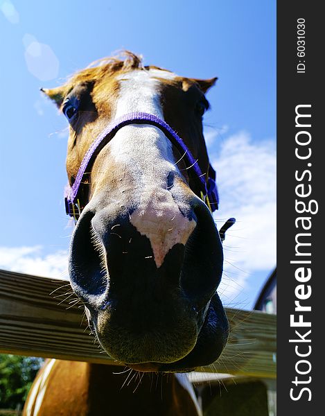 Wide angle shot of horse face.