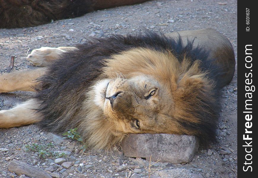 Resting lion, at animal park located in Argentina.