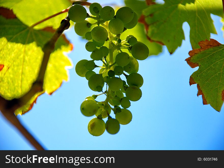 An image of grapes during summer. An image of grapes during summer.