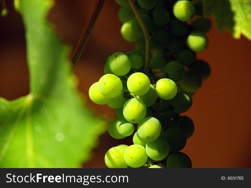 An image of grapes during summer. An image of grapes during summer.