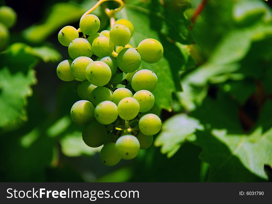 An image of grapes during summer. An image of grapes during summer.