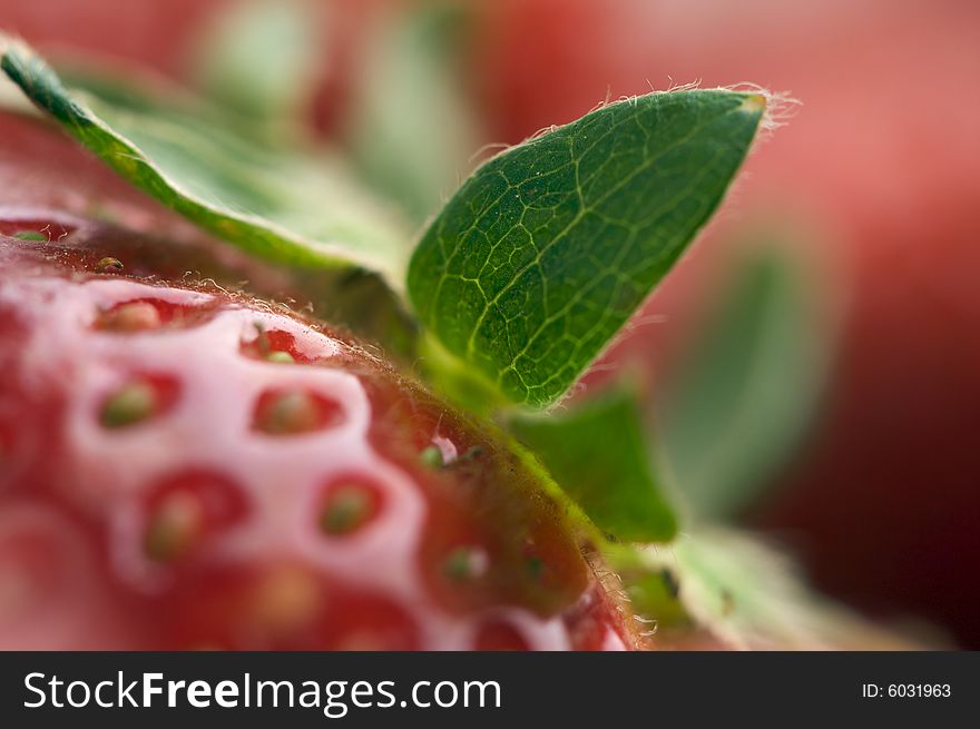 Macro of Fresh Strawberry Series. Macro of Fresh Strawberry Series