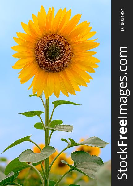 Beauty Sunflower On Sky Background