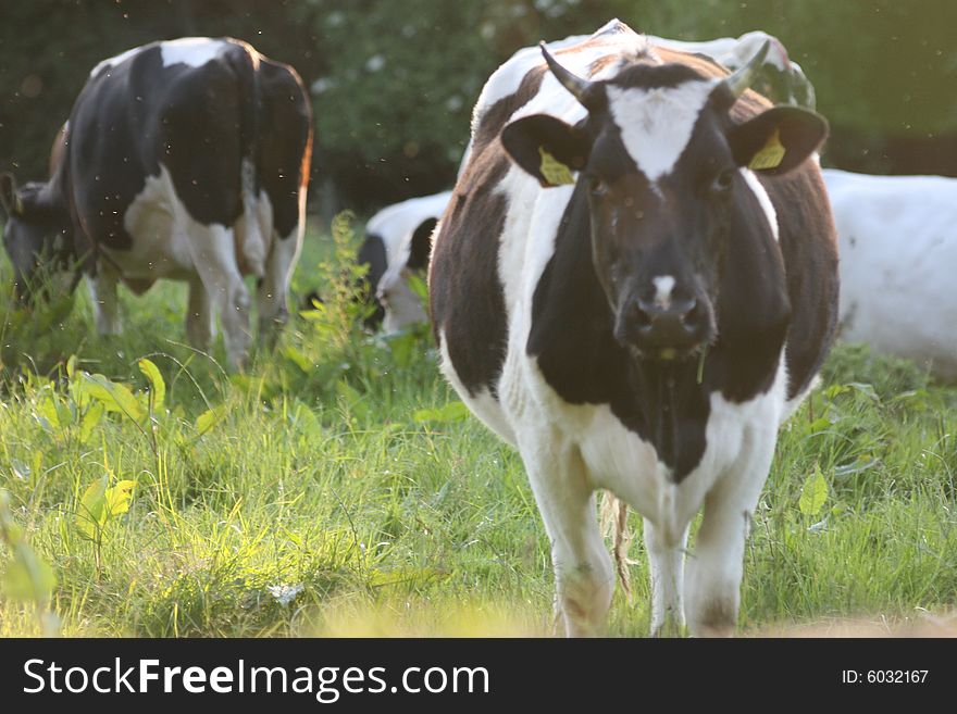 Irish cows, still poplar business in ireland, they are sort of decoration of the irish panoramas