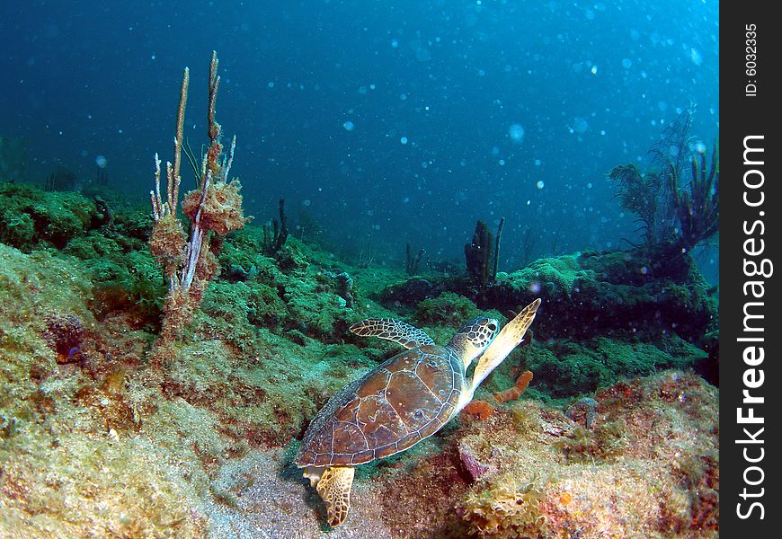 This turtle was taken at 12th Street just off the beach in F. Lauderdale, Florida. The Reef is really close to the shore. This turtle was taken at 12th Street just off the beach in F. Lauderdale, Florida. The Reef is really close to the shore.