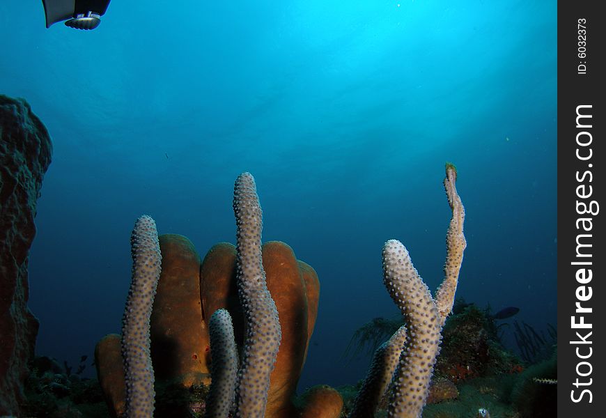 This image was taken at the Aqua Zoo in Pompano Beach, Florida about a mile off shore. North of Hillsboro Inlet. This image was taken at the Aqua Zoo in Pompano Beach, Florida about a mile off shore. North of Hillsboro Inlet.