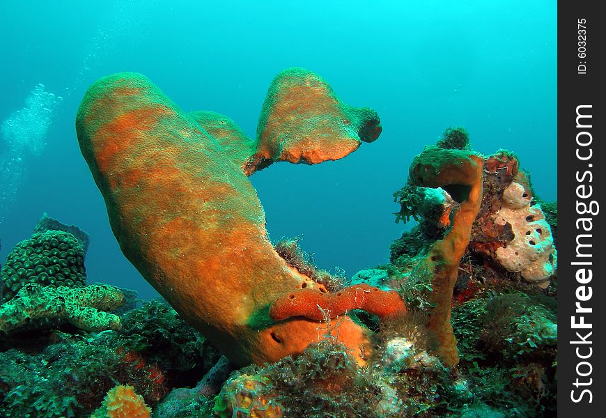 This image was taken at the Aqua Zoo in Pompano Beach, Florida about a mile off shore. North of Hillsboro Inlet. This image was taken at the Aqua Zoo in Pompano Beach, Florida about a mile off shore. North of Hillsboro Inlet.