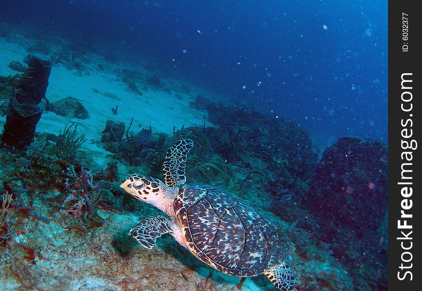 This sea turtle was taken at the Lighthouse Ledge reef in Pompano Beach, Florida about a mile off shore. South of Hillsboro Inlet.