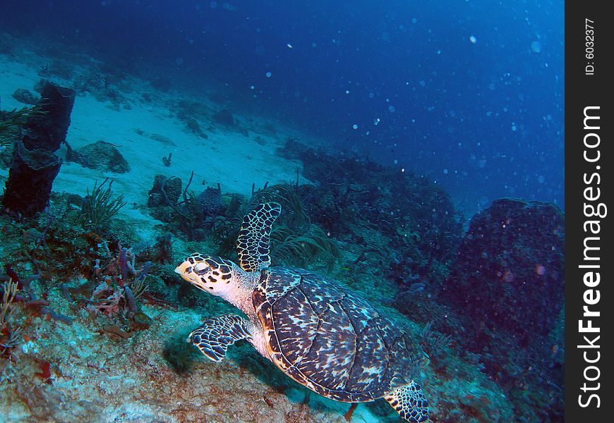 Sea Turtle