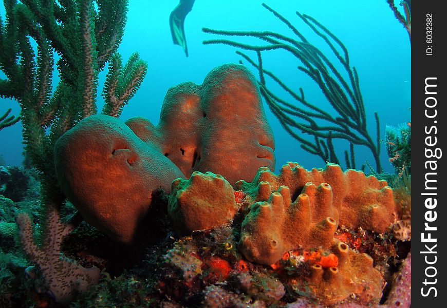 This coral was taken at the Lighthouse Ledge reef in Pompano Beach, Florida about a mile off shore. South of Hillsboro Inlet. This coral was taken at the Lighthouse Ledge reef in Pompano Beach, Florida about a mile off shore. South of Hillsboro Inlet.