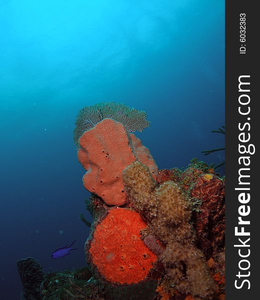 This image was taken at the Lighthouse Ledge reef in Pompano Beach, Florida about a mile off shore. South of Hillsboro Inlet. This image was taken at the Lighthouse Ledge reef in Pompano Beach, Florida about a mile off shore. South of Hillsboro Inlet.