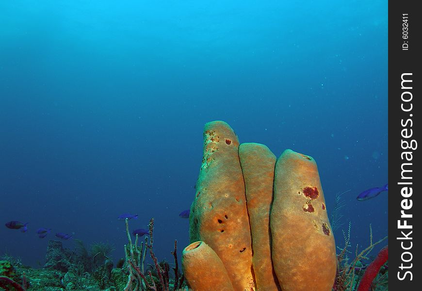 This image was taken at the Lighthouse Ledge reef in Pompano Beach, Florida about a mile off shore. South of Hillsboro Inlet. This image was taken at the Lighthouse Ledge reef in Pompano Beach, Florida about a mile off shore. South of Hillsboro Inlet.