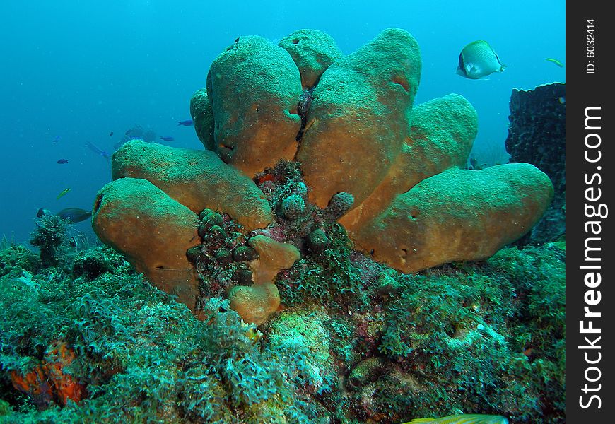 This picture was taken at the Lighthouse Ledge reef in Pompano Beach, Florida about a mile off shore. South of Hillsboro Inlet. This picture was taken at the Lighthouse Ledge reef in Pompano Beach, Florida about a mile off shore. South of Hillsboro Inlet.