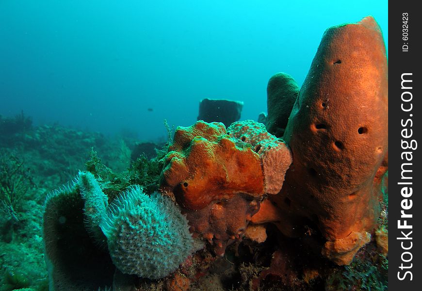 This image was taken at the Lighthouse Ledge reef in Pompano Beach, Florida about a mile off shore. South of Hillsboro Inlet. This image was taken at the Lighthouse Ledge reef in Pompano Beach, Florida about a mile off shore. South of Hillsboro Inlet.