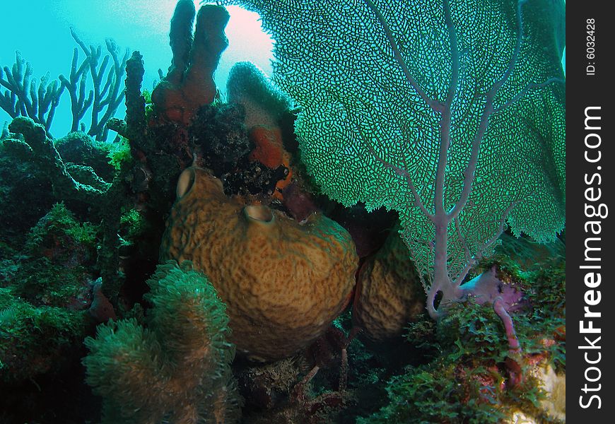 This image was taken at the Lighthouse Ledge reef in Pompano Beach, Florida about a mile off shore. South of Hillsboro Inlet. This image was taken at the Lighthouse Ledge reef in Pompano Beach, Florida about a mile off shore. South of Hillsboro Inlet.