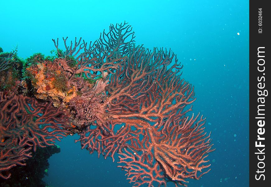 This image was taken at the Lighthouse Ledge reef in Pompano Beach, Florida about a mile off shore. South of Hillsboro Inlet. This image was taken at the Lighthouse Ledge reef in Pompano Beach, Florida about a mile off shore. South of Hillsboro Inlet.