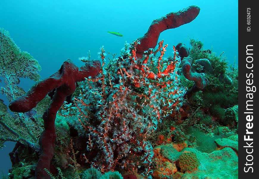 This picture was taken at the Lighthouse Ledge reef in Pompano Beach, Florida about a mile off shore. South of Hillsboro Inlet. This picture was taken at the Lighthouse Ledge reef in Pompano Beach, Florida about a mile off shore. South of Hillsboro Inlet.