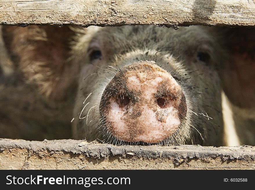 A pig watching through the rungs of a fence. A pig watching through the rungs of a fence...
