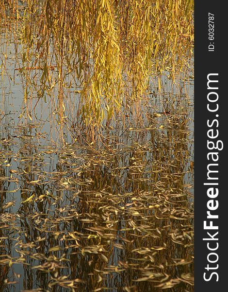 Willow leaves reach the surface of  lake