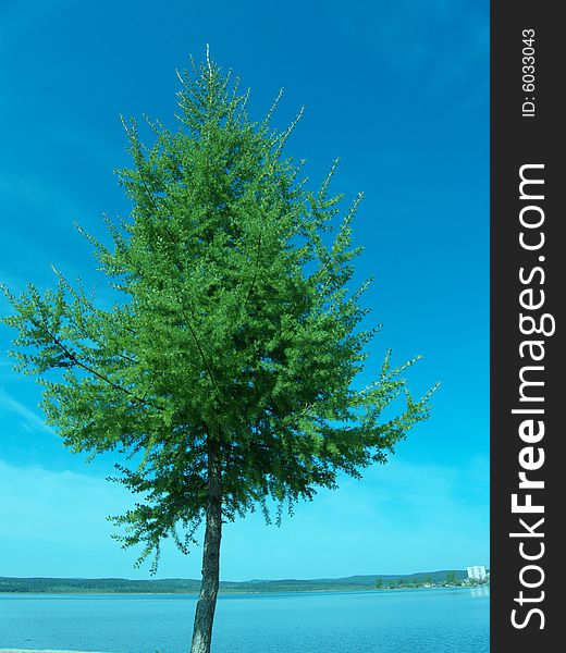 Lonely larch on coast of lake