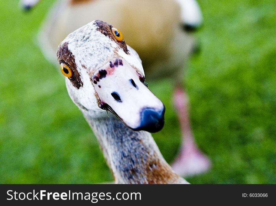 Close up of a goose walking on the grass in the park