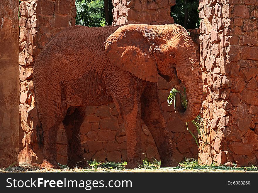 Animal african elephant in a zoo