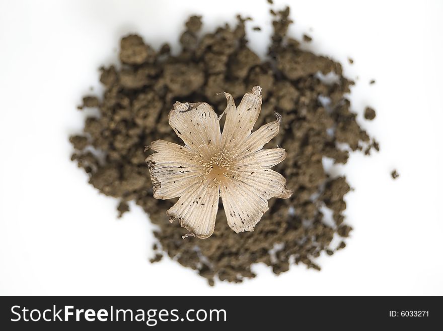 Seedling grows out from mound of dirt