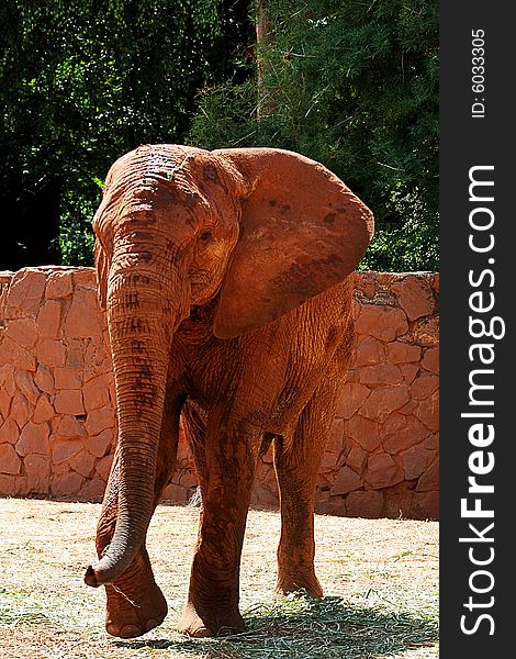 Animal african elephant in a zoo