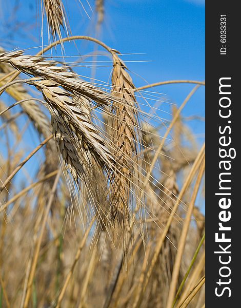 Close-up wheat on blue sky background