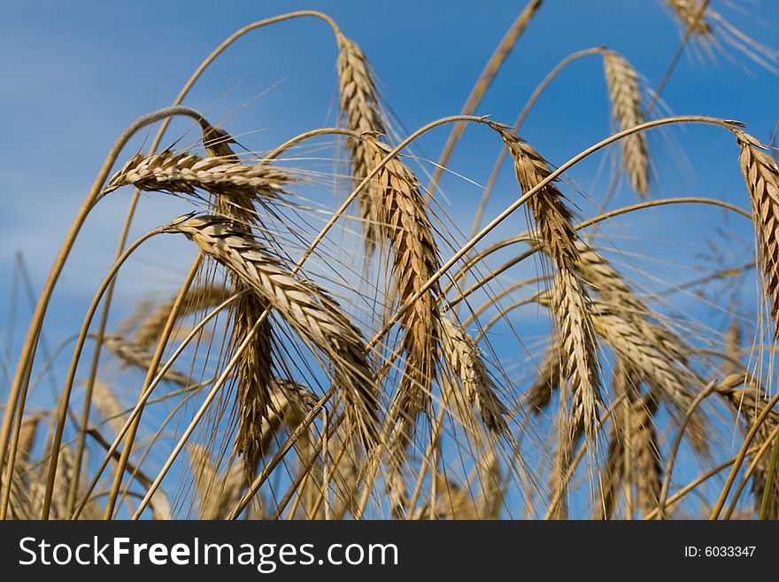 Close-up wheat on blue sky background