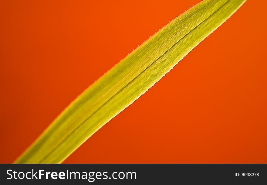 The picture of leaf on red background. The picture of leaf on red background