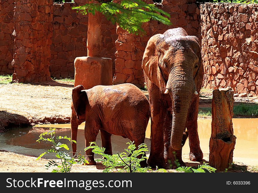 Animal african elephant in a zoo