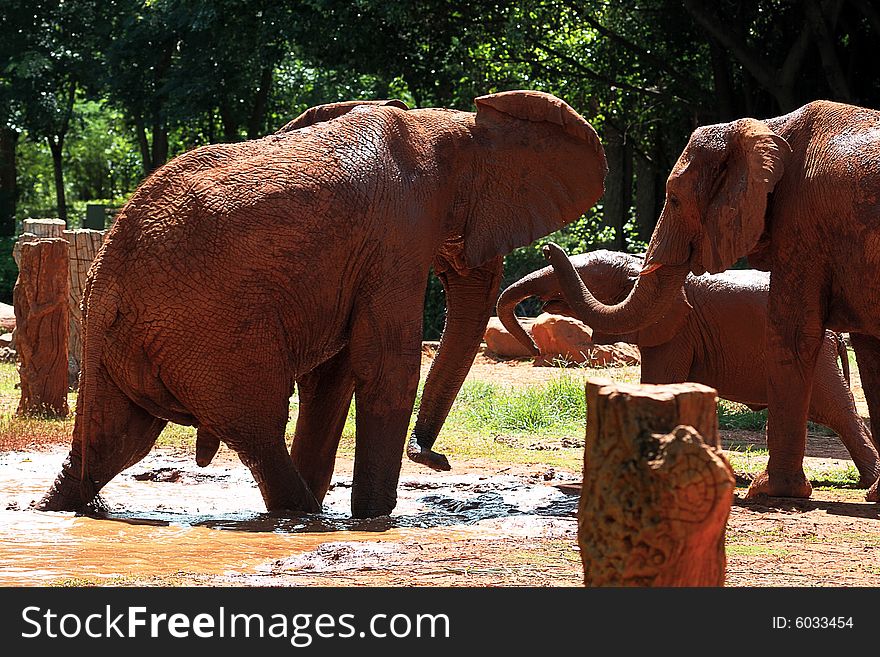 Animal african elephant in a zoo