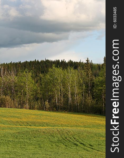 Spring forest and meadow with yellow flowers in the evening sun. Spring forest and meadow with yellow flowers in the evening sun.