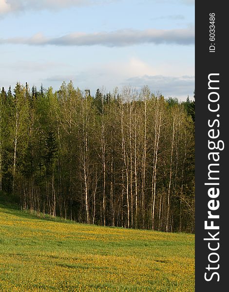 Spring forest and meadow with yellow flowers in the evening sun. Spring forest and meadow with yellow flowers in the evening sun.