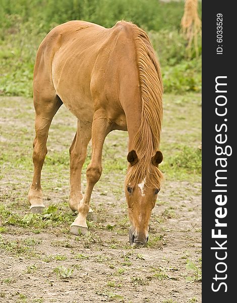 The picture of eating horse. The picture of eating horse