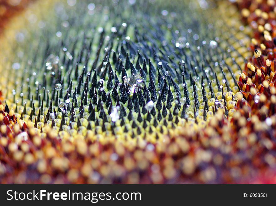 A Close up of a sunflower