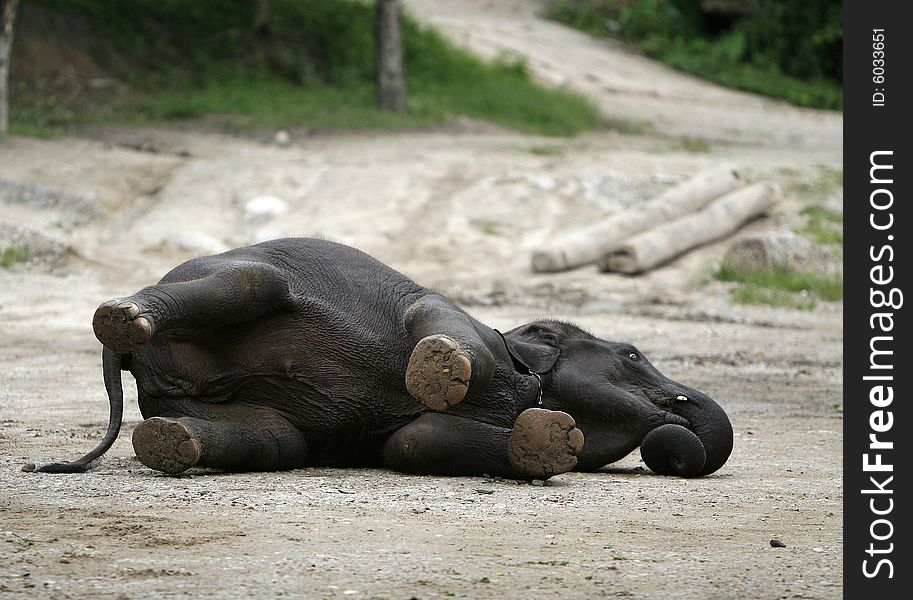 A funny baby elephant  taken in lovely thailand