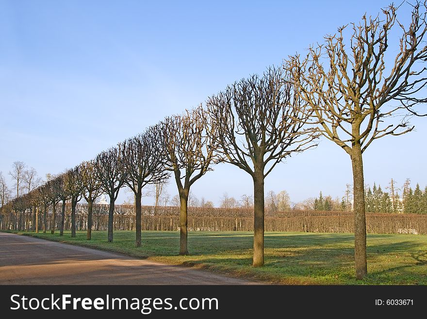 A line of bare trimmed trees in the park. A line of bare trimmed trees in the park
