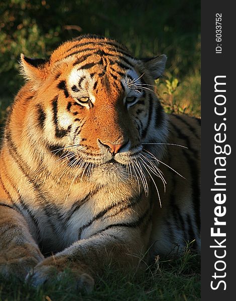 A tiger lying down in a game park in South Africa. A tiger lying down in a game park in South Africa