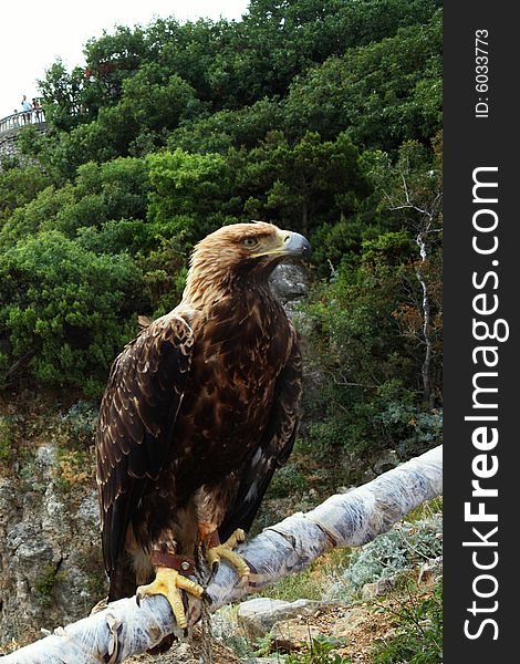 Sidin mountain eagle on a tree branch