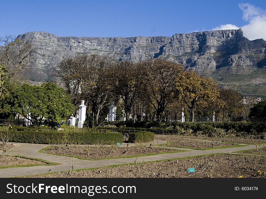 View of Table Mountain from the gardens, Cape Town, South Africa