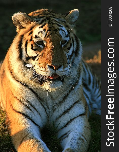 A tiger lying down in a game park in South Africa. A tiger lying down in a game park in South Africa